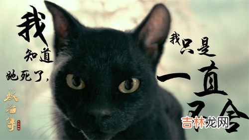 猫是哪个朝代传入中国的,猫是什么时候传入我国的？