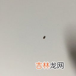 宿舍为什么会有蟑螂,为什么宿舍会有蟑螂