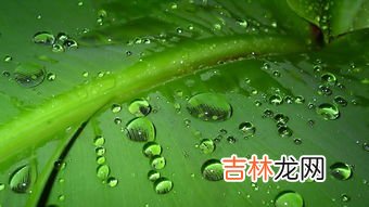 春雨惊春指的是哪四个节气,春雨惊春指的是什么