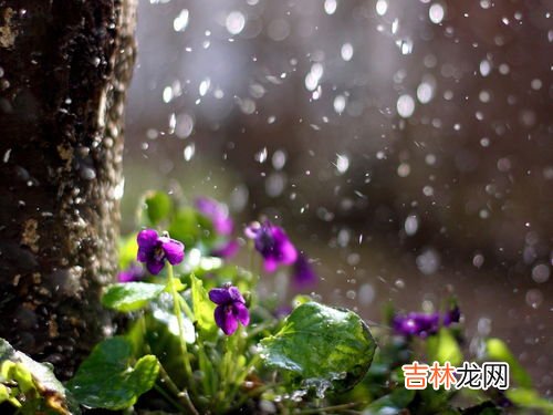 春雨惊春指的是哪四个节气,春雨惊春指的是什么