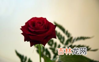 玫瑰的真正含义,玫瑰花的含义是什么？