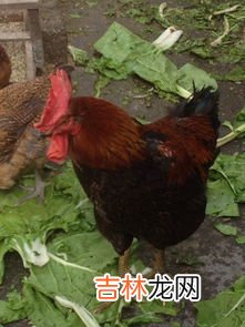 鸡为什么脚软,小鸡软弱无力站不起来怎么办