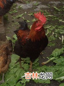鸡为什么脚软,小鸡软弱无力站不起来怎么办