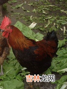 鸡为什么脚软,小鸡软弱无力站不起来怎么办