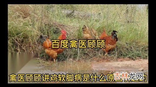 鸡为什么脚软,小鸡软弱无力站不起来怎么办