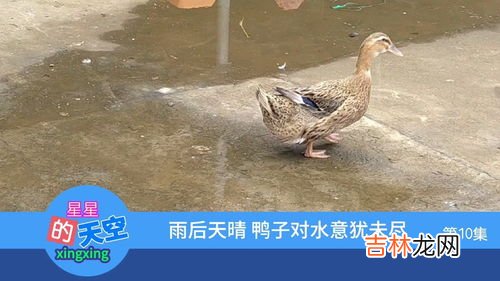 雨后天晴指什么动物,雨过天晴打一个生肖，是什么？