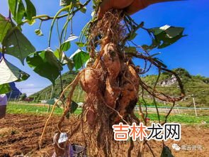 料豆是什么,请问黑豆粉有什么功效