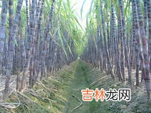 县 广西哪里有黑皮甘蔗,广西甘蔗产地在那些市？