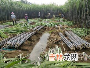 县 广西哪里有黑皮甘蔗,广西甘蔗产地在那些市？