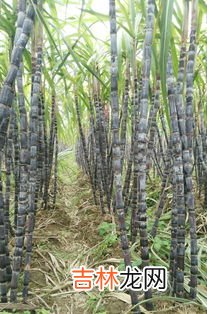 县 广西哪里有黑皮甘蔗,广西甘蔗产地在那些市？