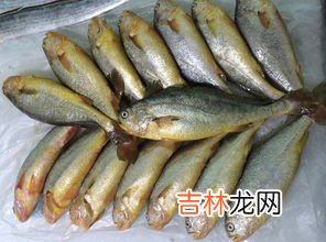 年宝鱼用什么鱼,吃年饭吃什么鱼最好