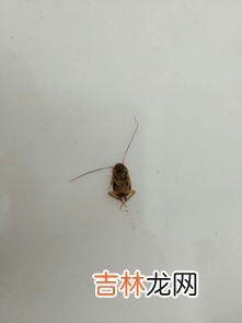 蚊香能熏死蟑螂吗,蚊香液能杀死蟑螂吗