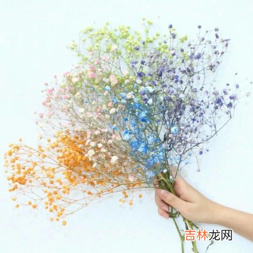 车厘子的花语和寓意,钟花樱桃的花语