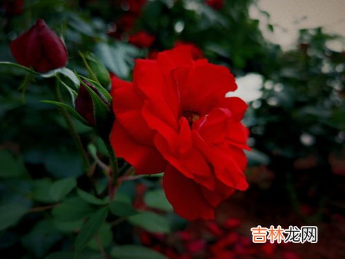 车厘子的花语和寓意,钟花樱桃的花语