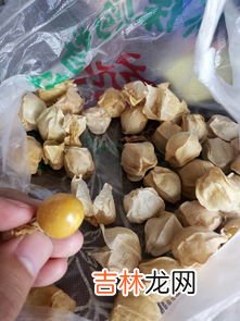 猪大肠学名叫什么,肥肠是哪个部位
