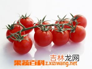 番茄胶囊作用与功效,番茄红素软胶囊有什么作用