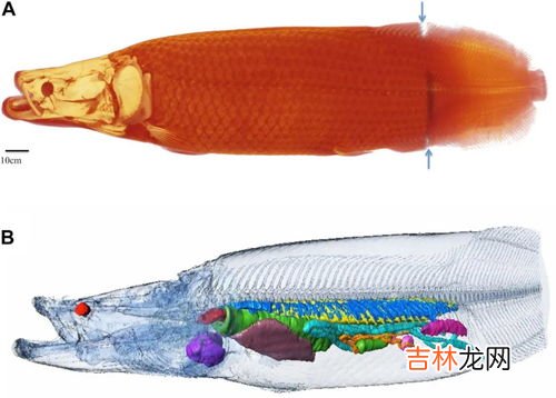 鱼鳔里面是什么,鱼鳔是什么东西