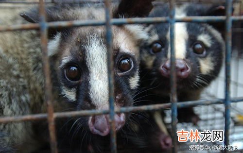 蝙蝠是保护动物吗,蝙蝠是保护动物吗?