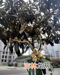 枇杷是中国原产的吗,枇杷原产地是哪个国家