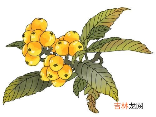 枇杷是中国原产的吗,枇杷原产地是哪个国家