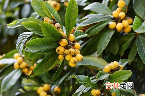 枇杷是中国原产的吗,枇杷原产地是哪个国家