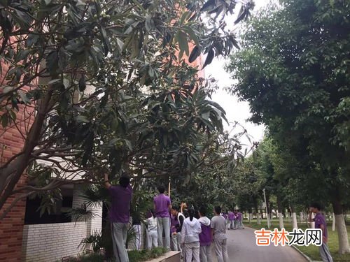 枇杷是中国原产的吗,枇杷原产地是哪个国家