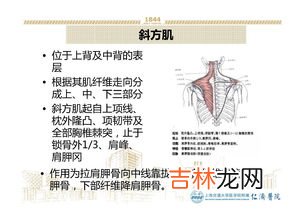 为什么后背痛是什么原因造成的,后背疼痛是什么原因?