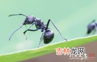 蚂蚁为什么会在下雨前搬家,下雨前蚂蚁为什么要搬家