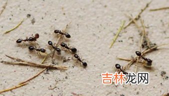 蚂蚁为什么会在下雨前搬家,下雨前蚂蚁为什么要搬家