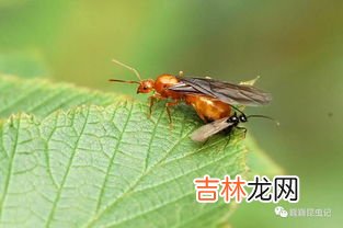 蚂蚁为什么会在下雨前搬家,下雨前蚂蚁为什么要搬家