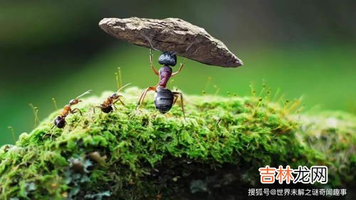 蚂蚁为什么会在下雨前搬家,下雨前蚂蚁为什么要搬家