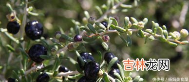 树莓的正确吃法,树莓的正确吃法