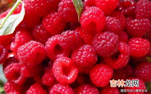 树莓的正确吃法,树莓的正确吃法