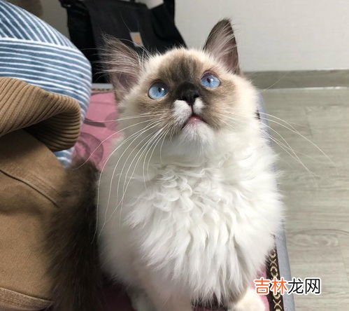 营养膏和化毛膏的区别,化毛膏、猫草、化毛球片哪个化毛效果比较好？