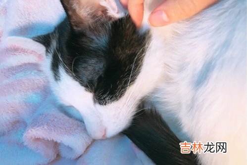 营养膏和化毛膏的区别,化毛膏、猫草、化毛球片哪个化毛效果比较好？