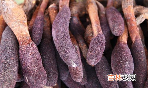 锁阳价格,野生锁阳多少一斤
