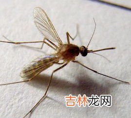蚊子白天躲在哪里,蚊子一般爱躲在什么哪里?