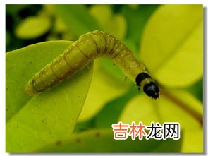 蝇子怕什么东西和气味,蝇子最怕什么气味