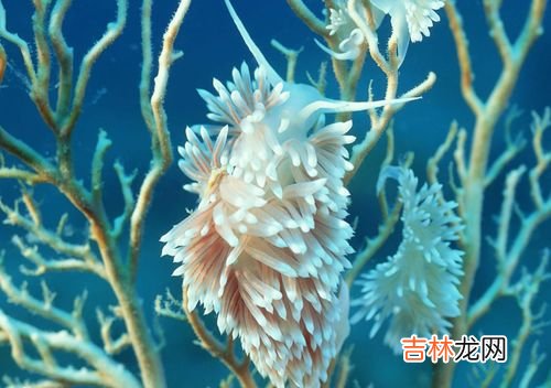 珊瑚是动物还是植物,珊瑚是动物还是植物