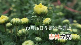 金丝皇菊为什么变绿,黄菊花与皇菊花区别