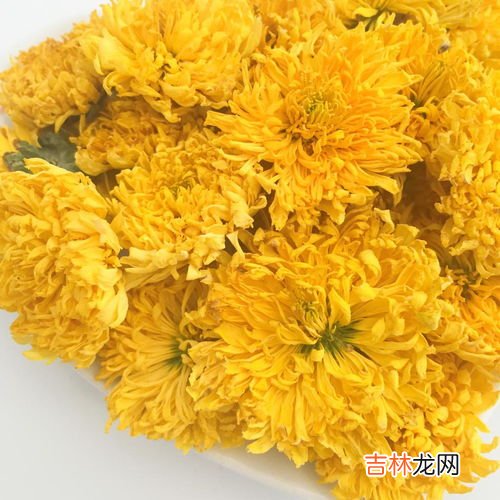 金丝皇菊为什么变绿,黄菊花与皇菊花区别