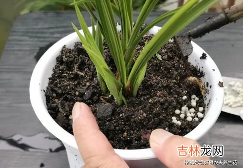 一盆花放几粒复合肥,给花施复合肥，一次施多少