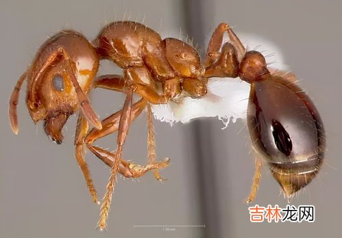 蚂蚁怎么形容又什么又什么,又什么又什么蚂蚁