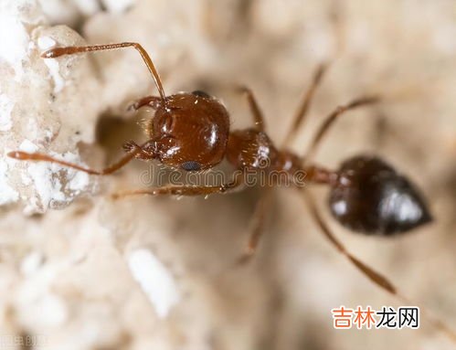 蚂蚁怎么形容又什么又什么,又什么又什么蚂蚁