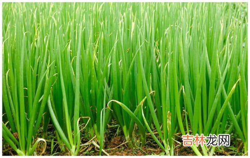 葱叶的特点,葱叶的生物特征是什么？