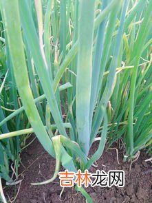 葱叶的特点,葱叶的生物特征是什么？
