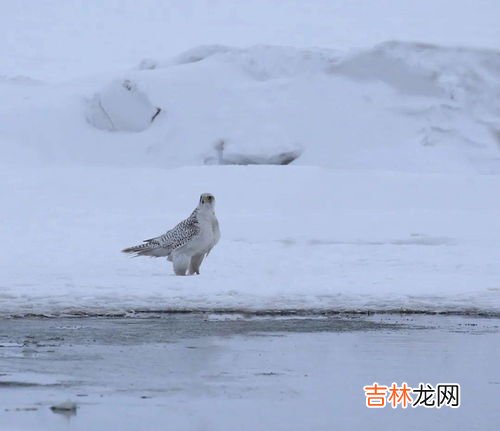 海东青的天敌,海东青的天敌是不是北美豹？