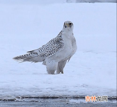 海东青的天敌,海东青的天敌是不是北美豹？