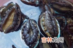 鲍鱼肉有点绿色是坏了吗,冷冻的鲍鱼的贝壳变绿