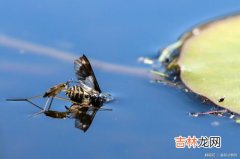 水蝇是水黾吗,水蝇去掉虫读什么